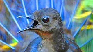 AMAZING VOICE THAT COMES FROM A BIRD  SUPERB LYREBIRD LITERALLY SINGING [upl. by Assadah]