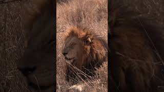 Lion Resting 4k lion wildlife [upl. by Haidabez597]