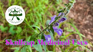 Skullcap Medicinal Uses [upl. by Mundy]