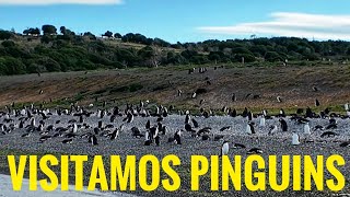 ÚLTIMO DIA DA EXPEDIÇÃO PACHAMAMA FOMOS VISITAR UMA ILHA DE REPRODUÇÃO DE PINGUINS NO USHUAIA [upl. by Kasevich878]