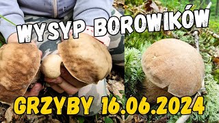 Pełen KOSZ BOROWIKÓW  udany wypad na grzyby  1606 dolnośląskie pilze fungi mushroom grzyby [upl. by Ticon]