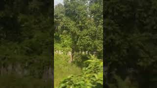 Valmiki tiger reservevalmikinagar tigerreserve forest forestsounds bihar india 🇮🇳 [upl. by Haland]