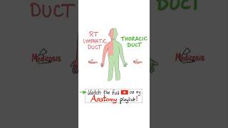 Anatomy of Lymphatics  Thoracic Duct…anatomy biology mbbs physiology nurse doctor science [upl. by Ymrots]