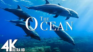 3 HOURS of 4K Underwater Wonders  Relaxing Music  Coral Reefs amp Colorful Sea Life in UHD [upl. by Adnelg]