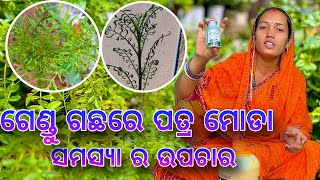 ଗେଣ୍ଡୁ ଗଛରେ ପତ୍ର ମୋଡା ରୋଗ ହେବ ଦୂରLeaf Curl Treatment On Marigold plant Tips And Tricks [upl. by Iva]