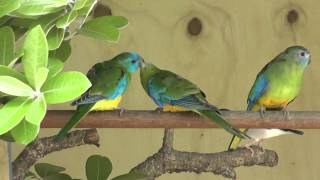 Turquoisine Parrots feeding each other  The Pheasantasiam [upl. by Kcinom]