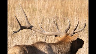 Kickstand 7 x 8 now 2 x 8  He Lost Most of His Right Antler After a Battle with Atlas [upl. by Fagen]