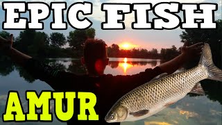 ESCE IL PESCE CON AMUR [upl. by Locin]