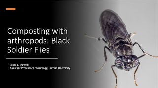 Composting with Black Soldier Flies [upl. by Hcir]