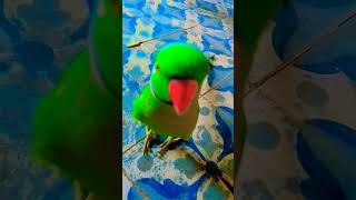 funny methuselah sitios green greenscreen greenringneckparrot [upl. by Iphagenia]