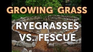 Ryegrasses Vs Fescue [upl. by Acilgna]