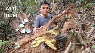 Man living alone digs wild tubers for food Robert  Green forest life [upl. by Leiruh]