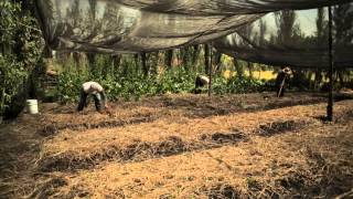 CHINAMPAS XOCHIMILCO [upl. by Nosduj247]