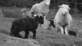 Cute Herdwick lambs running and jumping in the Lake District [upl. by Maynard]