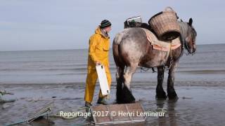 De Paardenvissers op 01 april 2017 [upl. by Primo]