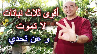 أقوى ثلاث نباتات لا تعرف الموت نهائياً و عن تحدي [upl. by Aissirac693]