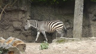 Cebra de Grévy Equus grevyi de Zoológico de Chapultepec  CDMX [upl. by Le59]