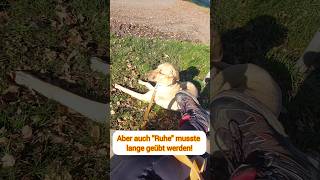 Ruheübung mit Broholmer Ary broholmer hundetraining [upl. by Ario]