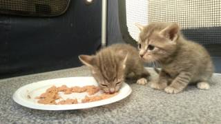 Kittens eating food for the first time [upl. by Ynnel]