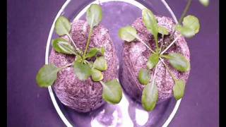 Acetochlor on Arabidopsis  A time lapse characterisation [upl. by Haikan672]