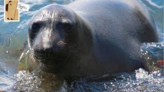 Lazing Elephant Seals and snoring burping farting sneezing [upl. by Irrabaj509]