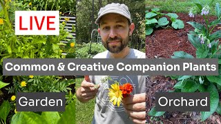 Common amp Creative Companion Plants for Gardens and Orchards [upl. by Eolande]