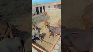 Bilal bajwa 12  Pinda wale JuTT Bajwa JUTT bajwa baccha farm  virlvideo shotsvideo [upl. by Genna]