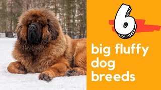 6 Big Fluffy Dog Breeds Cutest shorts [upl. by Matthews]