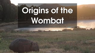 The Fascinating World of Wombats Uncovering the Secrets of Australias Iconic Marsupial [upl. by Mlawsky641]