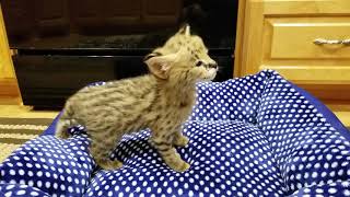 African Serval kittens 4 weeks old [upl. by Soinotna]