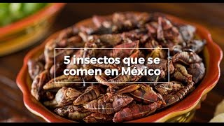 Insectos comestibles en México [upl. by Seyer801]