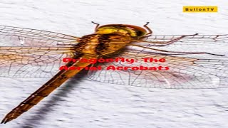 Dragonfly The Aerial Acrobats 🐉✨ Dragonfly Nature Insects Wildlife AmazingCreatures facts [upl. by Ennayrb]