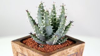 Aloe erinacea [upl. by Itsyrc]