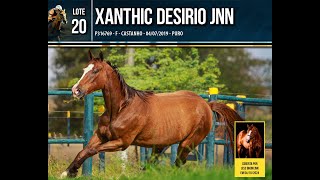 Lote 20  XANTHIC DESIRIO [upl. by Abisia50]