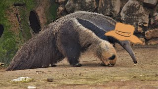 Giant Anteater [upl. by Hyacintha]