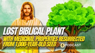 Sheba Tree Revival Exploring Biblical Connections and Medicinal Benefits [upl. by Rastus]