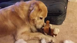 Crazy Dog Ripping Apart A Monkey While It Yells Stuffed Animal Toy With Speaker  Golden Retriever [upl. by Waring403]