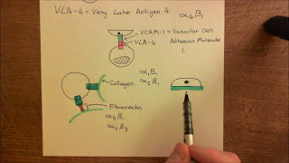 Integrins Part 3 [upl. by Essilec997]