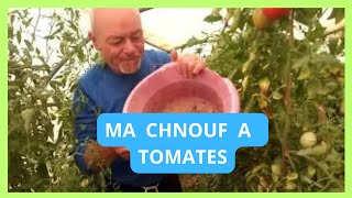 A la découverte de la chnouf à tomates 😁😁😁😜🎵 [upl. by Xet903]