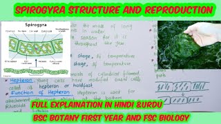 Spirogyrabiology lectureReproduction in spirogyraBSc botany first year [upl. by Chelsea]