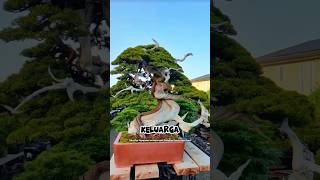 Mengapa Bonsai Bisa Sangat Mahal Ini Rahasianya [upl. by Sylera402]