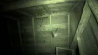 Night footage of bats flying in cabin [upl. by Anuahsed]