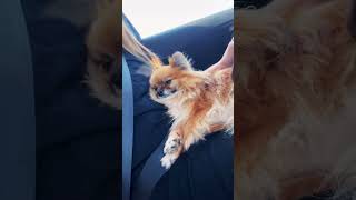 spitzdog pomeranian spitzlover pets love funnyvideo funnydogs pomeranianpuppy pomeranians [upl. by Harl]