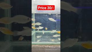 Click Here 👆🏻 Best Fish For Aquarium Beginners 😍👌🏻 molly aquarium [upl. by Leaw]