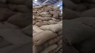 Tanzanias Cashew in a Warehouse 2024  PART 3  Galaxy Commercial [upl. by Lerat]