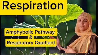 Plant PhysiologyL5Respiration Amphybolic PathwayAll Board ExameNEETMDCAT 2025 [upl. by Lenore]