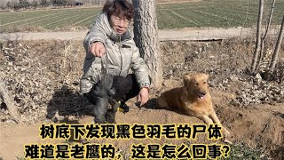 树底下发现黑色羽毛的尸体，难道是老鹰的，这是怎么回事？ [upl. by Nylodnew]