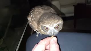 morepork ruru owl slomotion animals exoticpetsshort beautifulowl harrypotterbirds australia [upl. by Davidoff]