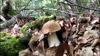 Funghi Porcini settembre 2024🫵🍄‍🟫prove d’autunno [upl. by Nnuahs]