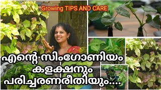 Syngonium  സിംഗോണിയം types and care  low light plant  Gardening Malayalam  shilpazz Thattikootu [upl. by Atiuqnahs]